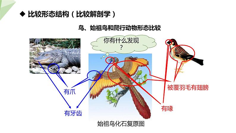 7.3.2 生物进化的历程 课件  初中生物人教版八年级下册08