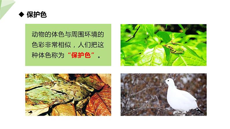 7.3.3 生物进化的原因 课件  初中生物人教版八年级下册06