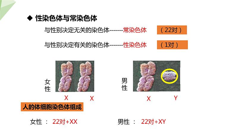 6.2.1 第3课时 人的性别决定 课件初中生物冀少版八年级下册07