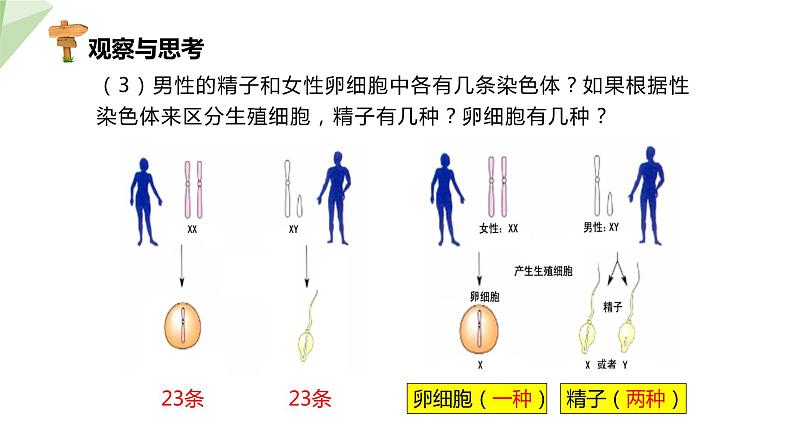 6.2.1 第3课时 人的性别决定 课件初中生物冀少版八年级下册08