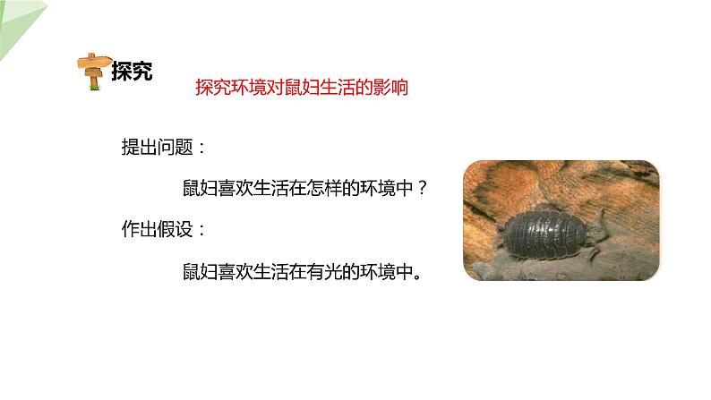 7.1.1 第1课时 非生物因素对生物的影响 课件初中生物冀少版八年级下册第7页