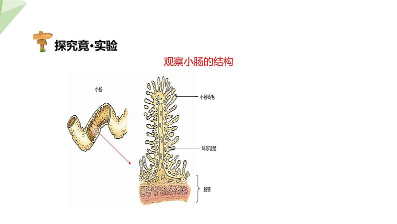 2.1.3 营养物质的吸收和利用  课件初中生物冀少版七年级下册07