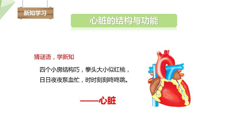 2.2.2 第2课时 心脏  课件初中生物冀少版七年级下册04