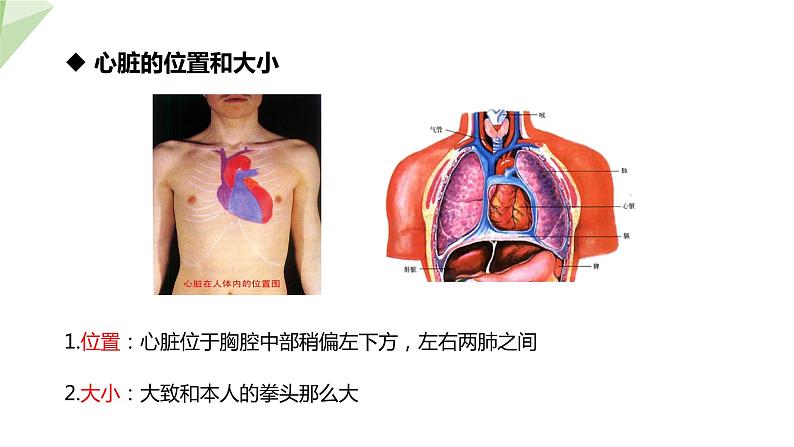 2.2.2 第2课时 心脏  课件初中生物冀少版七年级下册06