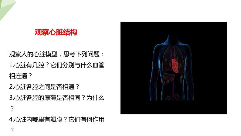 2.2.2 第2课时 心脏  课件初中生物冀少版七年级下册07