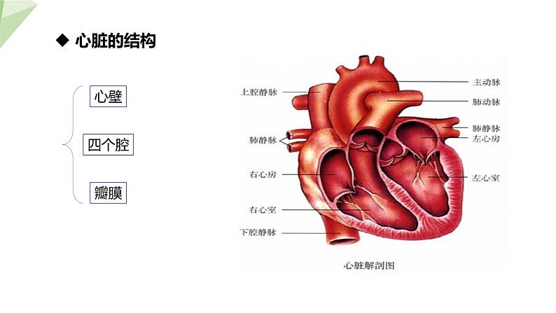 2.2.2 第2课时 心脏  课件初中生物冀少版七年级下册08