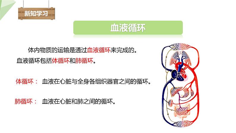 2.2.3 物质运输的路线  课件初中生物冀少版七年级下册04