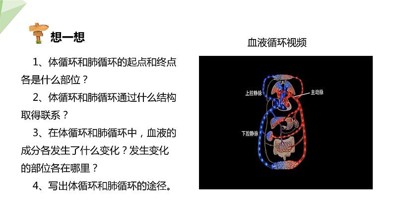 2.2.3 物质运输的路线  课件初中生物冀少版七年级下册06