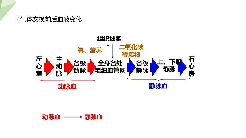 2.2.3 物质运输的路线  课件初中生物冀少版七年级下册08