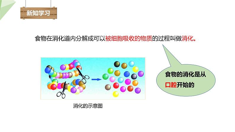 2.1.2 食物的消化  课件初中生物冀少版七年级下册第4页