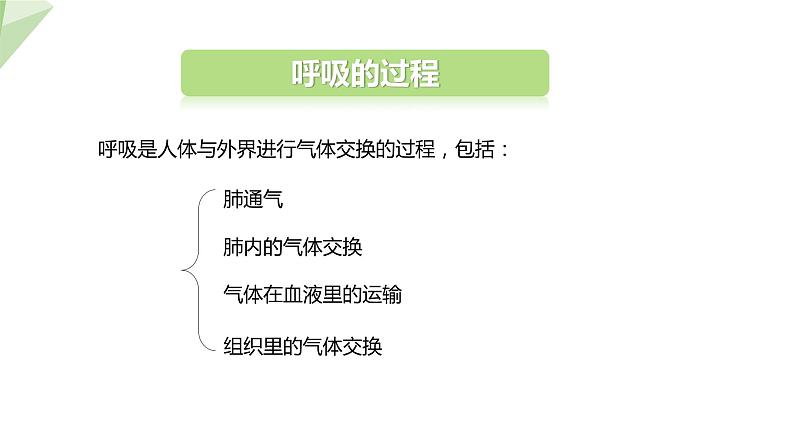 2.3.1 第2课时 呼吸的过程及吸烟的危害  课件 初中生物冀少版七年级下册05