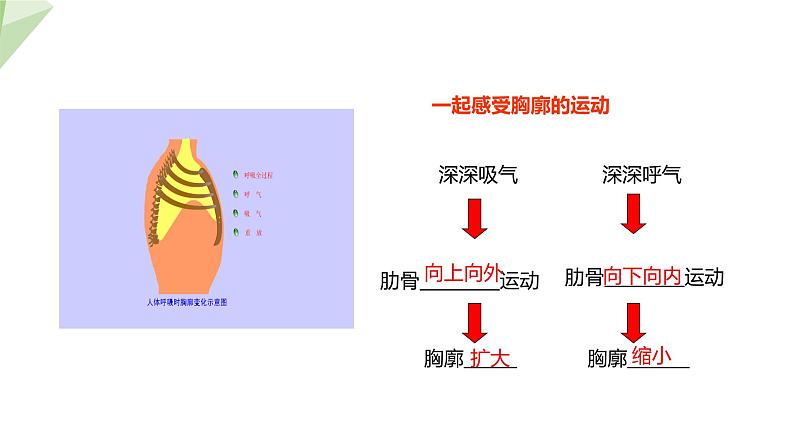 2.3.1 第2课时 呼吸的过程及吸烟的危害  课件 初中生物冀少版七年级下册07