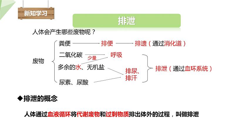 2.3.2 排泄  课件初中生物冀少版七年级下册04