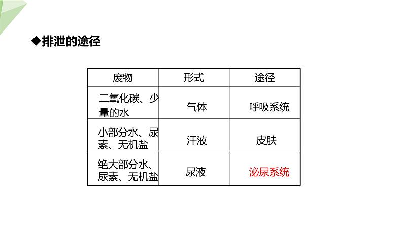 2.3.2 排泄  课件初中生物冀少版七年级下册05