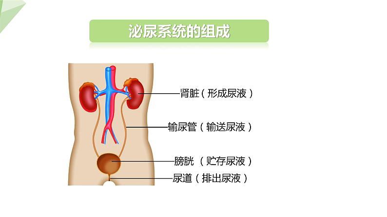 2.3.2 排泄  课件初中生物冀少版七年级下册06