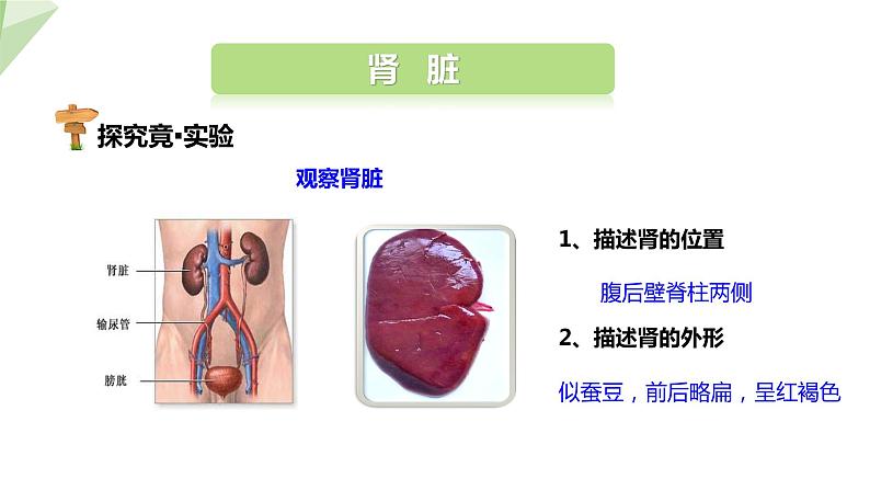 2.3.2 排泄  课件初中生物冀少版七年级下册07