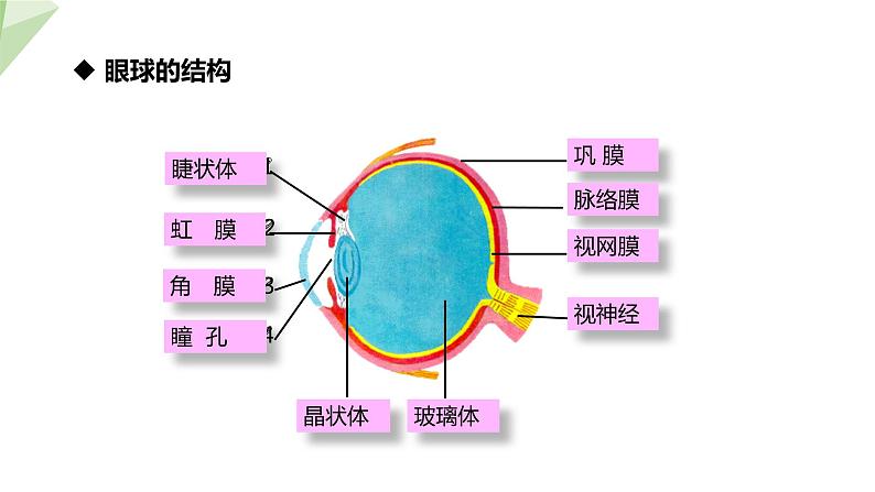 2.4.1 第1课时 视觉  课件 初中生物冀少版七年级下册06