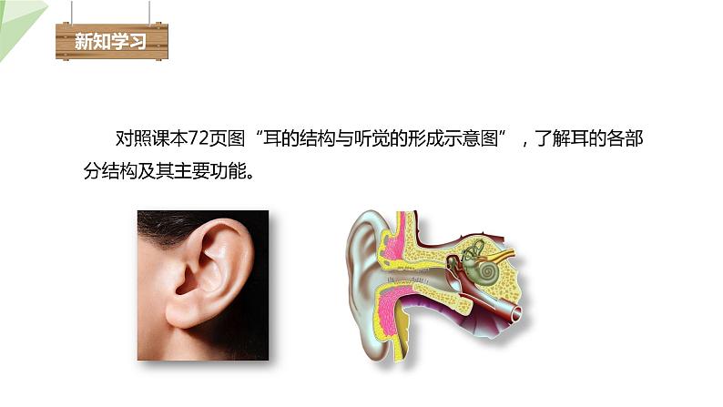 2.4.1 第2课时 听觉   课件 初中生物冀少版七年级下册第4页