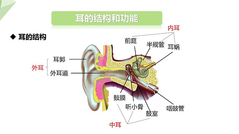 2.4.1 第2课时 听觉   课件 初中生物冀少版七年级下册第5页