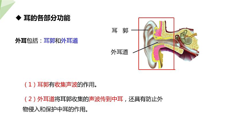 2.4.1 第2课时 听觉   课件 初中生物冀少版七年级下册第6页