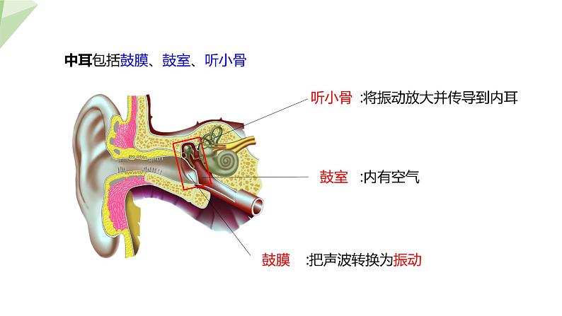 2.4.1 第2课时 听觉   课件 初中生物冀少版七年级下册第7页