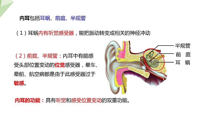 2.4.1 第2课时 听觉   课件 初中生物冀少版七年级下册第8页