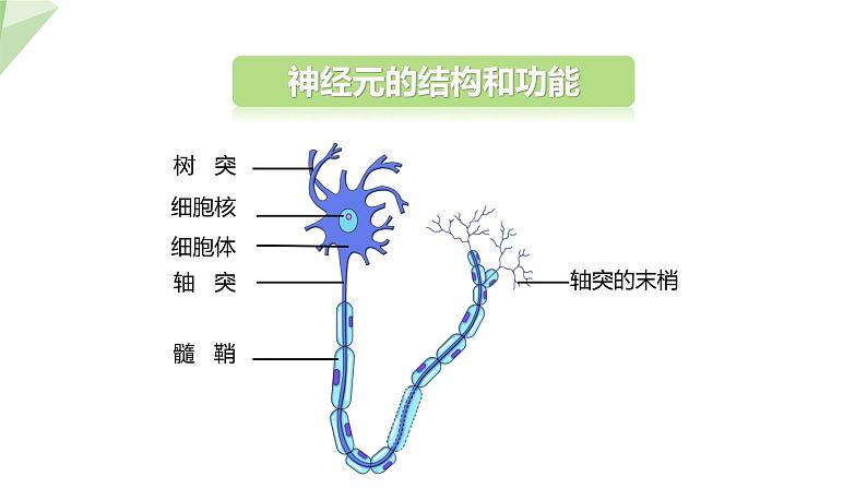 2.4.2 信息的传递   课件 初中生物冀少版七年级下册07