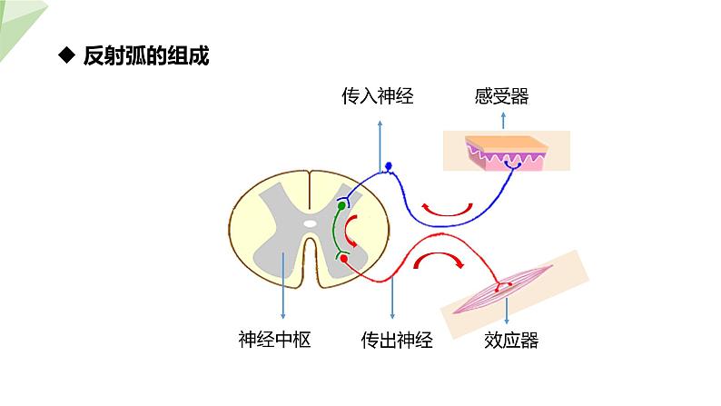 2.4.3  第1课时 反射   课件初中生物冀少版七年级下册08