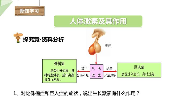 2.5.1 激素与生长发育  课件 初中生物冀少版七年级下册第4页