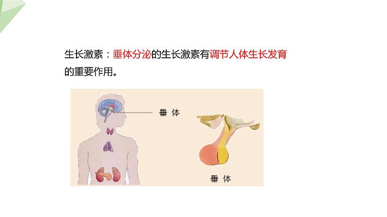 2.5.1 激素与生长发育  课件 初中生物冀少版七年级下册第5页