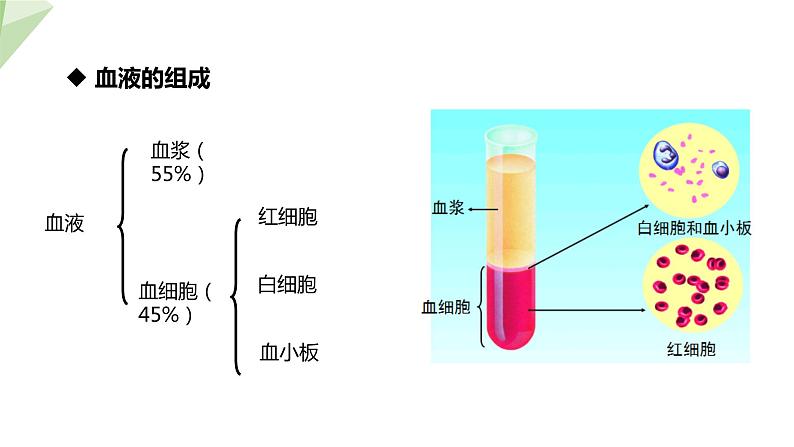 2.2.1 物质运输的载体  课件 初中生物冀少版七年级下册第6页