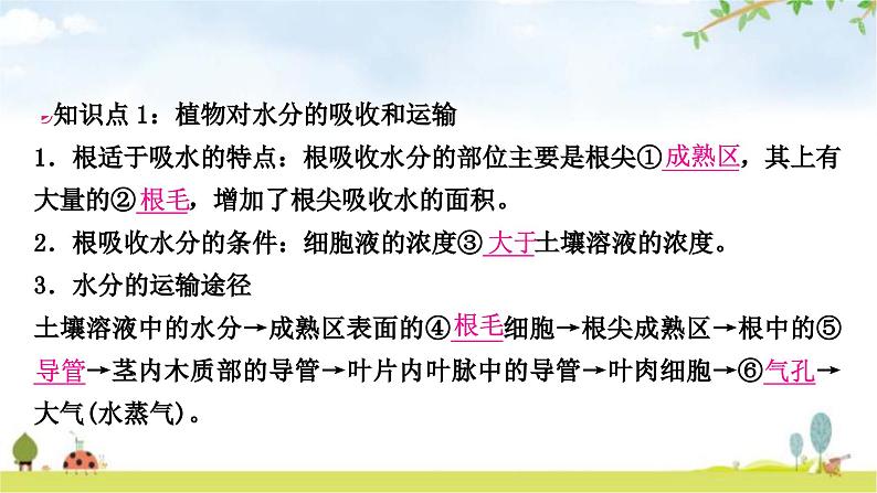 中考生物复习七年级上册第三单元第三章绿色植物与生物圈的水循环教学课件第2页