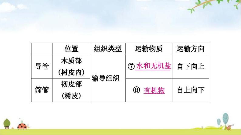 中考生物复习七年级上册第三单元第三章绿色植物与生物圈的水循环教学课件第4页