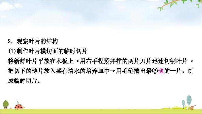 中考生物复习七年级上册第三单元第三章绿色植物与生物圈的水循环教学课件第6页