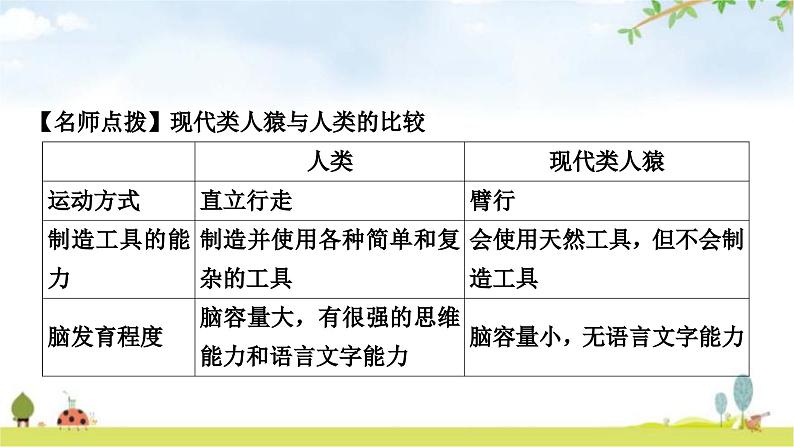 中考生物复习七年级下册第四单元生物圈中的人第一章人的由来教学课件05