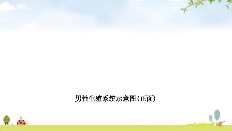 中考生物复习七年级下册第四单元生物圈中的人第一章人的由来教学课件07