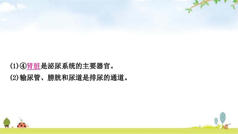 中考生物复习七年级下册第四单元生物圈中的人第五章人体内废物的排出教学课件03