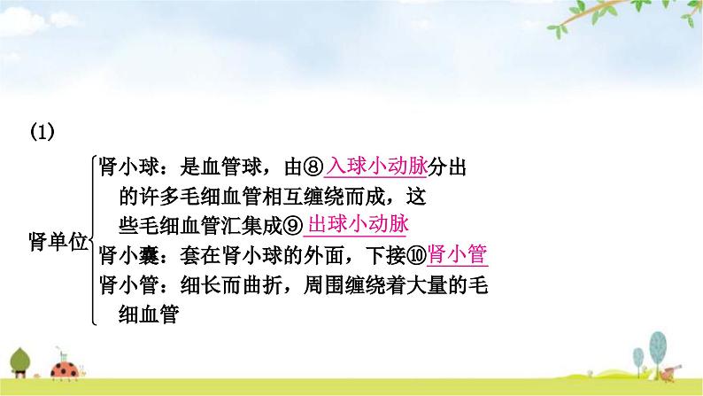 中考生物复习七年级下册第四单元生物圈中的人第五章人体内废物的排出教学课件05