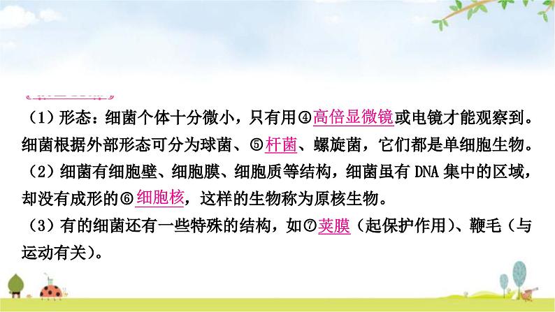 中考生物复习八年级上册第五单元生物圈中的其他生物第四章细菌和真菌第五章病毒教学课件08