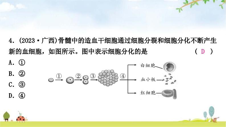 中考生物复习七年级上册第二单元生物体的结构层次第二章细胞怎样构成生物体课件05