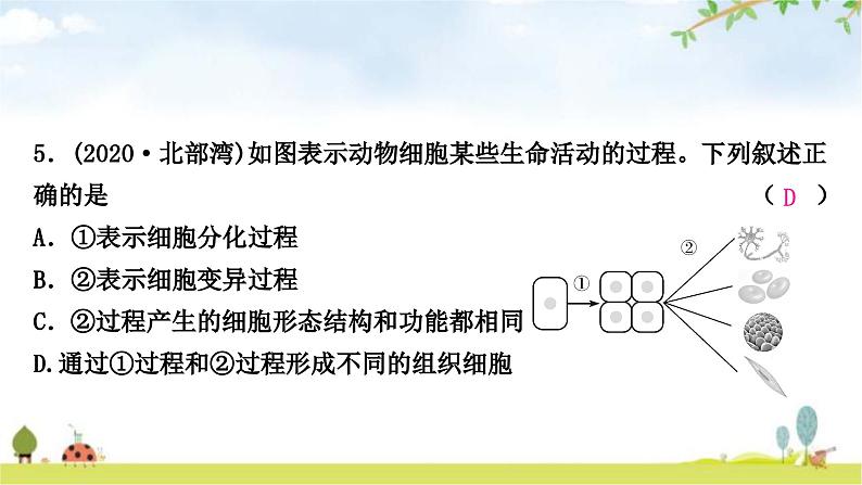 中考生物复习七年级上册第二单元生物体的结构层次第二章细胞怎样构成生物体课件06