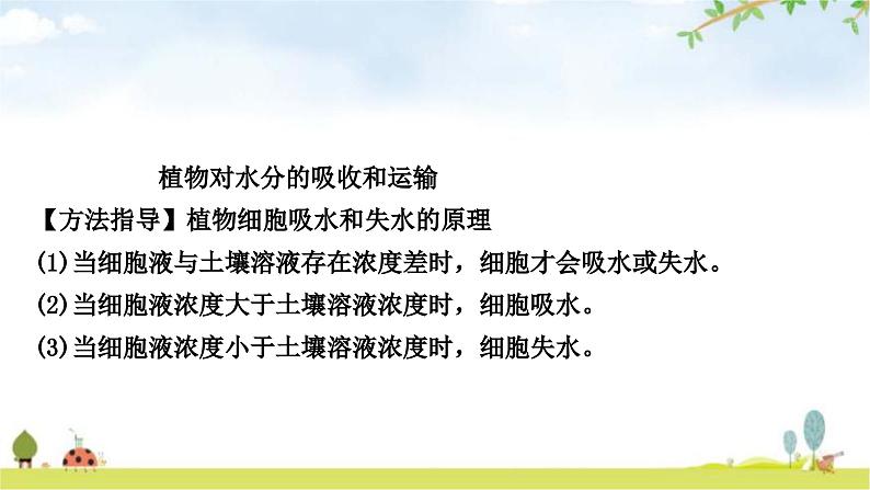 中考生物复习七年级上册第三单元生物圈中的绿色植物第三章绿色植物与生物圈的水循环课件02