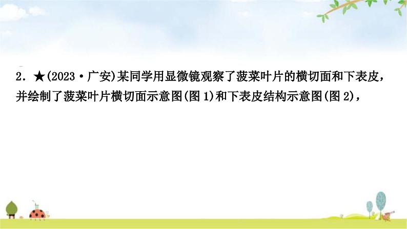 中考生物复习七年级上册第三单元生物圈中的绿色植物第三章绿色植物与生物圈的水循环课件06