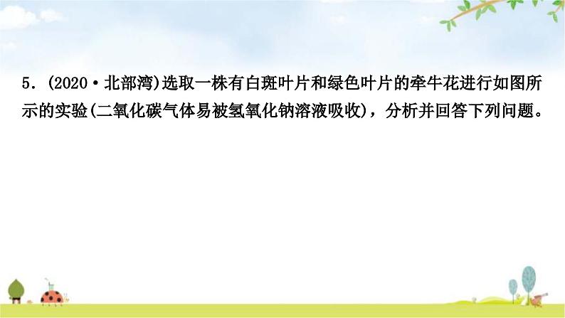 中考生物复习七年级上册第三单元第四章第五章第六章课件第8页