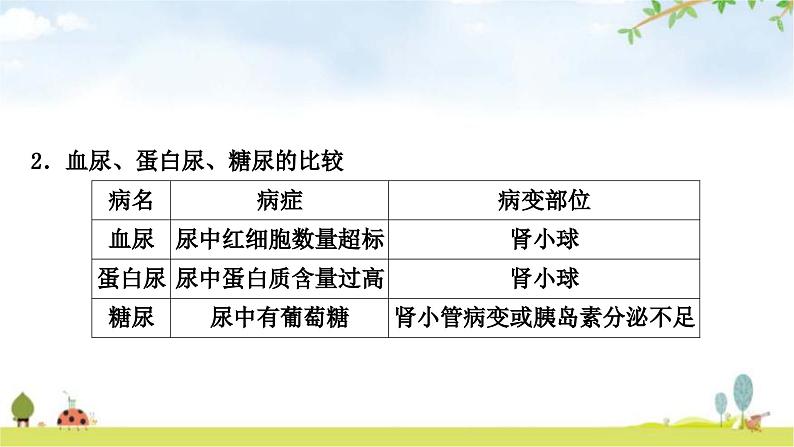 中考生物复习七年级下册第四单元生物圈中的人第五章人体内废物的排出课件05