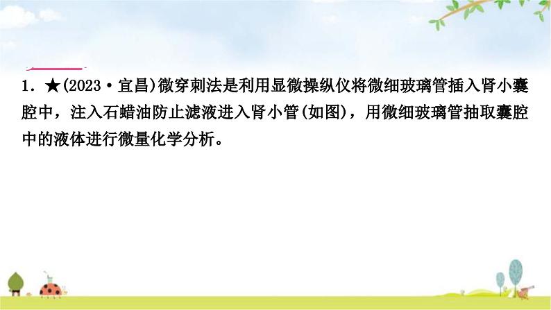 中考生物复习七年级下册第四单元生物圈中的人第五章人体内废物的排出课件08