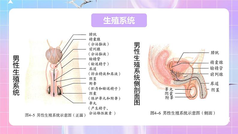 人教版生物七年级下册4.1.2《人的生殖》教案+教案07