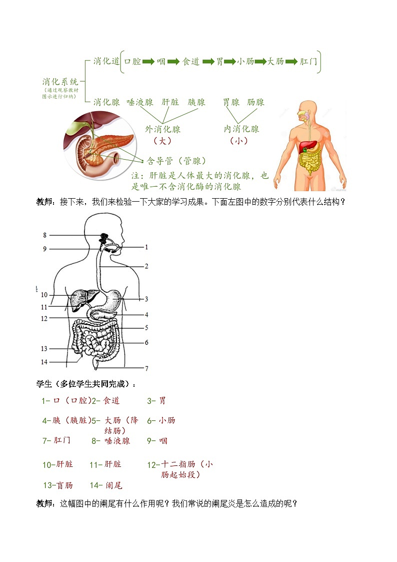 人教版生物七年级下册4.2.2《消化和吸收》教案第3页
