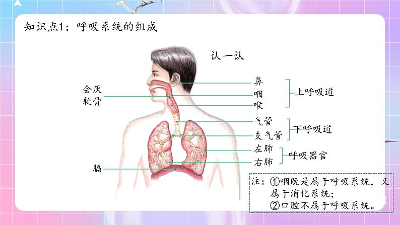 人教版生物七年级下册4.3.1《呼吸道对空气的处理》课件+教案07