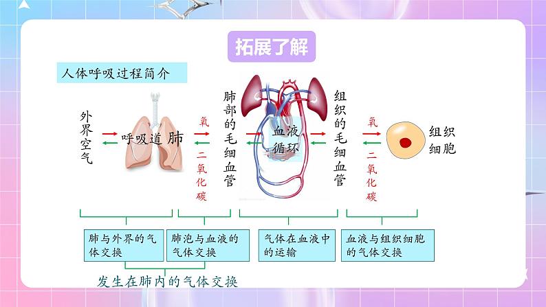 人教版生物七年级下册4.3.2《发生在肺内的气体交换》课件+教案05